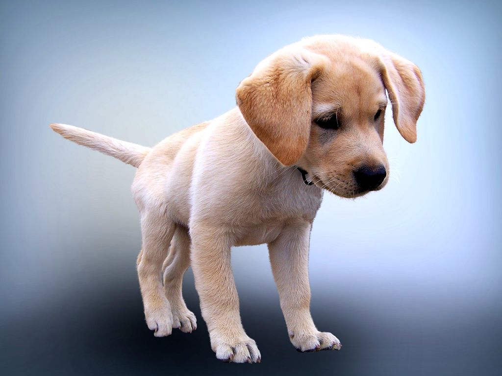 Стих Щенок Сергея Михалкова из коллекции детских классиков